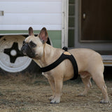 Charlie's Backyard Buckle Up Easy Harness for Dogs (Black)