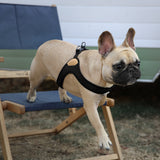 Charlie's Backyard Buckle Up Easy Harness for Dogs  (Black)