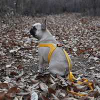 Charlie's Backyard Buckle Up Easy Harness for Dogs (Yellow)