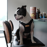 Charlie's Backyard Comfort Harness for Dogs (Black)