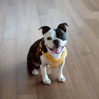 Charlie's Backyard Comfort Harness for Dogs (Yellow)