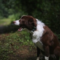 Charlie's Backyard Trip Collar for Dogs (Green)