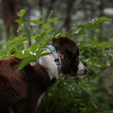 Charlie's Backyard Trip Collar for Dogs (Green)