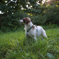 Charlie's Backyard Trip Harness for Dogs (Green)