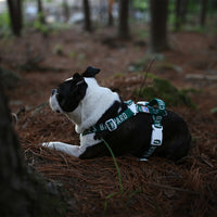 Charlie's Backyard Trip Harness for Dogs (Green)