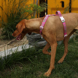 Charlie's Backyard Trip Harness for Dogs (Pink)