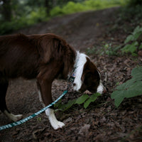 Charlie's Backyard Trip Leash for Dogs