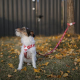 Charlie's Backyard Trip Leash for Dogs