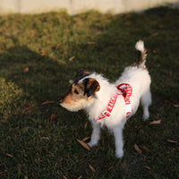 Charlie's Backyard Trip Harness for Dogs (Red)