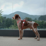 Charlie's Backyard Trip Harness for Dogs (Red)