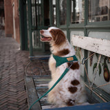 Charlie's Backyard TOWN HARNESS / GREEN