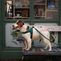 Charlie's Backyard TOWN HARNESS / GREEN