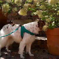 Charlie's Backyard TOWN HARNESS / GREEN