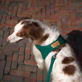 Charlie's Backyard TOWN HARNESS / GREEN