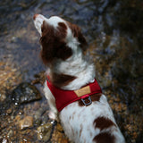 Charlie's Backyard TOWN HARNESS / RED