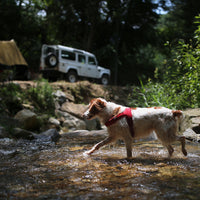 Charlie's Backyard TOWN HARNESS / RED