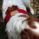 Charlie's Backyard TOWN HARNESS / RED