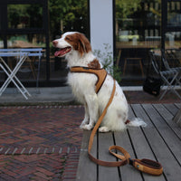 Charlie's Backyard TOWN HARNESS / YELLOW