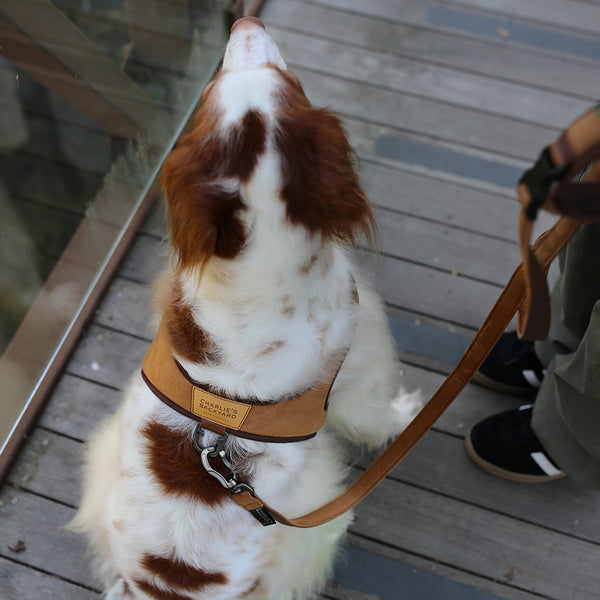 Charlie's Backyard TOWN HARNESS / YELLOW