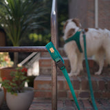 Charlie's Backyard TOWN LEASH / RED