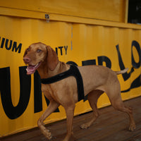 Charlie's Backyard TOWN HARNESS / BLACK