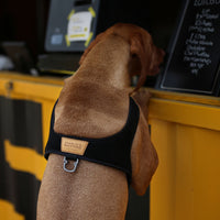 Charlie's Backyard TOWN HARNESS / BLACK