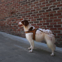 Charlie's Backyard TOWN HARNESS / BROWN