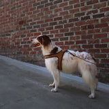 Charlie's Backyard TOWN HARNESS / BROWN