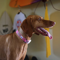 Charlie's Backyard Trip Collar for Dogs (Pink)